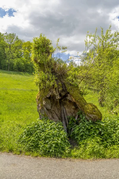 Oude Knoestige Boomstronk Lente Zonnige Ambiance — Stockfoto