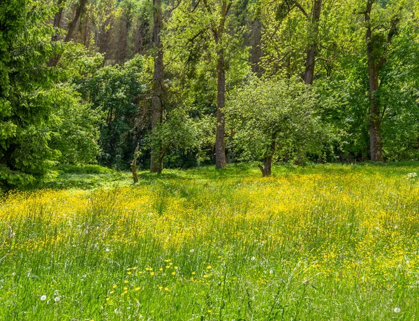 Paysage Printanier Idyllique Ensoleillé Autour Vallée Jagst Hohenlohe Quartier Dans — Photo