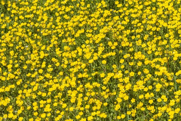 Plný Rám Žlutá Květinová Louka Jaře — Stock fotografie