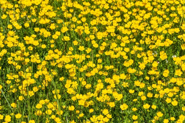 Plný Rám Žlutá Květinová Louka Jaře — Stock fotografie
