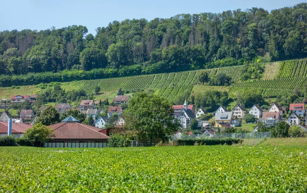 南ドイツのホーエンローエ地区の町ニーダーホール周辺の日当たりの良いブドウ畑の風景 — ストック写真