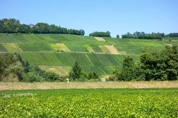 Sunny Vineyard Scenery Niedernhall Town Hohenlohe District Southern Germany — Stock Photo, Image