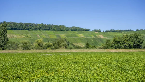 Sunny Vineyard Scenery Niedernhall Town Hohenlohe District Southern Germany — Stock Photo, Image