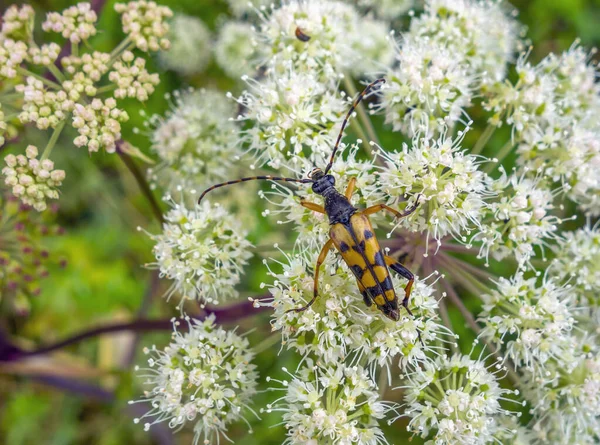 自然の雰囲気の中で白い花の頭の上に四連長角甲虫 — ストック写真