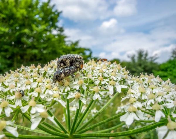 Two Mating White Spotted Rose Beetles White Flower Head Natural — Stock Photo, Image