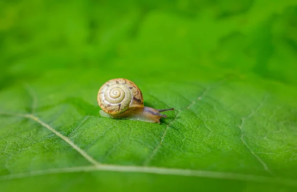 Μικρό Χερσαίο Σαλιγκάρι Κέλυφος Σέρνεται Ένα Πράσινο Φύλλο — Φωτογραφία Αρχείου
