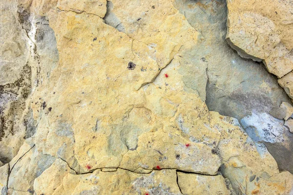 Ácaros Veludo Vermelho Uma Superfície Pedra Áspera — Fotografia de Stock
