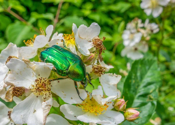 Rosa Verde Chafer Tra Fiori Rosa Canina Bianca — Foto Stock