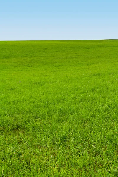 Зелений Соковитий Луг Блакитне Небо — стокове фото
