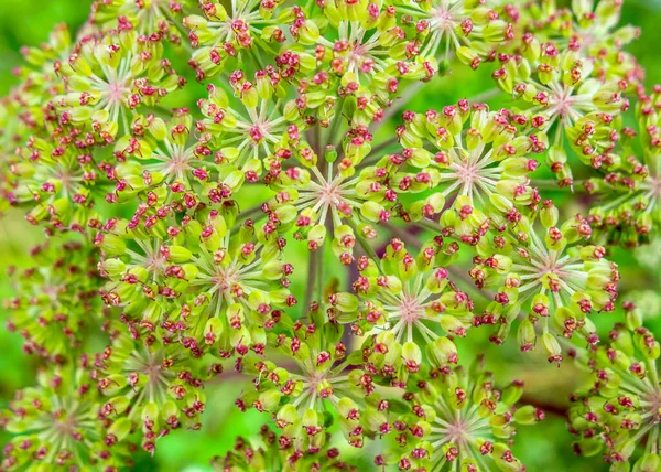 Farbenfrohe Vollrahmen Welke Blüten Nahaufnahme — Stockfoto