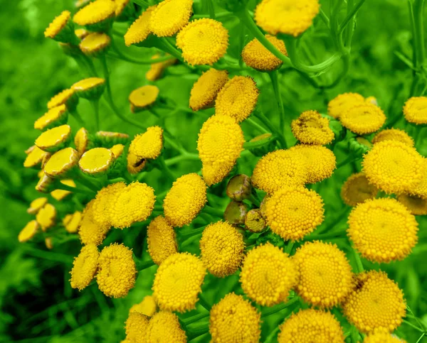 緑に黄色の花がたくさん咲いているのを — ストック写真