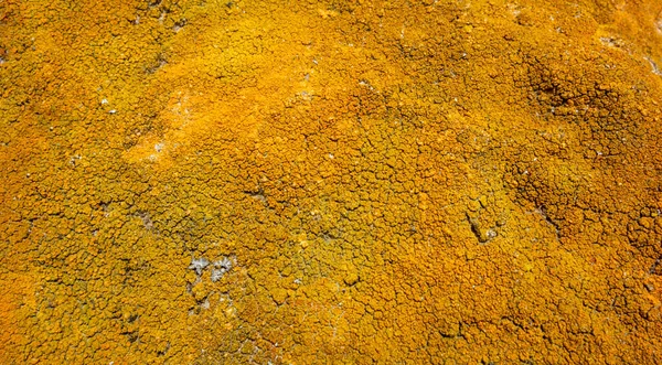 Marco Completo Abstracto Naranja Mar Liquen Fondo —  Fotos de Stock