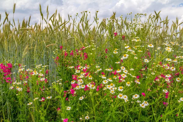 Detailaufnahme Einer Wildblumenwiese Zur Sommerzeit — Stockfoto