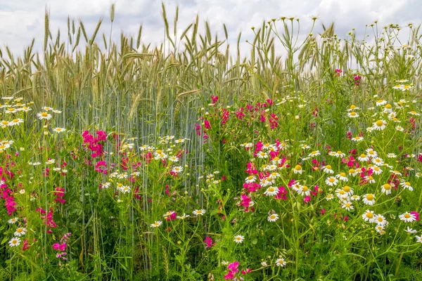 夏の間の野草の草原の詳細ショット — ストック写真