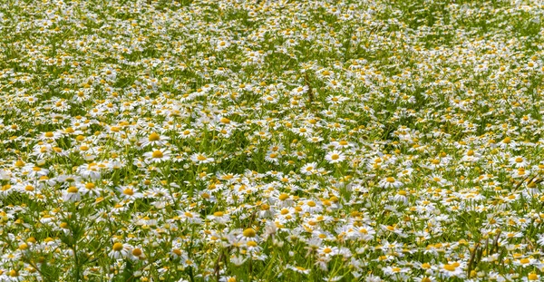 Detail Shot Daisy Flower Meadow Summer Time — Stock Photo, Image