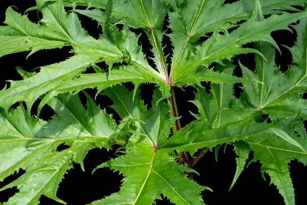 Closeup Shot Showing Some Fresh Spiky Green Leaves Isolated Black — Stock Photo, Image