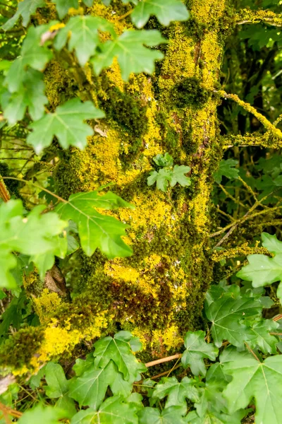 Closeup Shot Showing Moss Lichen Overgrown Tree Stem — Stock Photo, Image