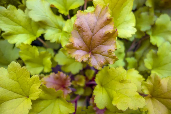 Closeup Shot Showing Some Fresh Green Leaves Seen — Stock Photo, Image