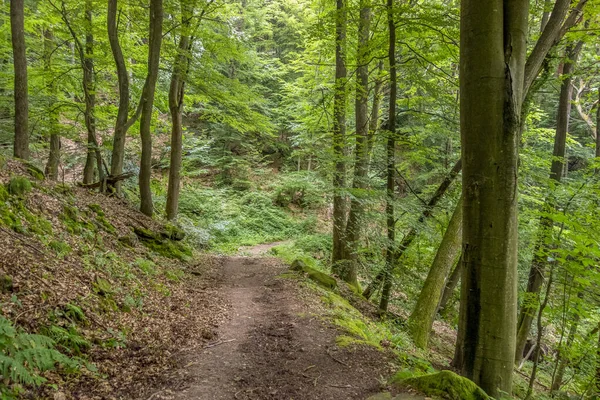 Sankt Martin Çevresindeki Idyllic Orman Manzarası Almanya Nın Rhineland Palatinate — Stok fotoğraf