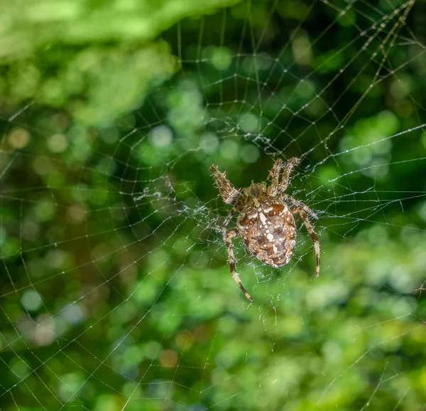 Nahaufnahme Einer Europäischen Gartenspinne Die Ihrem Netz Verschwommenem Grün Ruht — Stockfoto