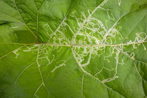 Full Frame Leaf Gruvor Närbild Stor Grön Blad — Stockfoto