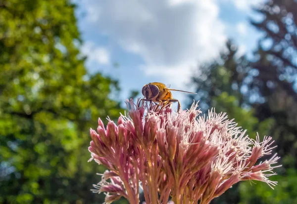 Doğal Güneşli Atmosferde Bir Çiçeğin Tepesinde Dinleniyor — Stok fotoğraf