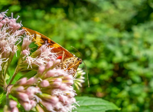 Jersey Tijger Rustend Een Hennep Agrimonie Bloem Hoofd Zonnige Ambiance — Stockfoto