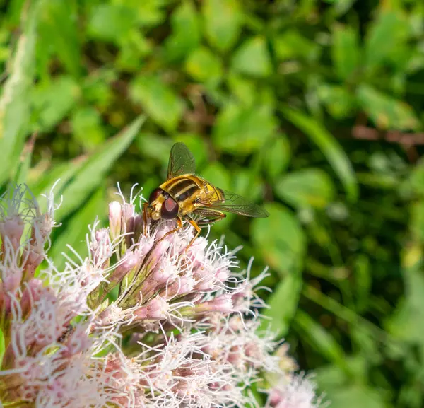 Descansando Hoverfly Uma Cabeça Flor Ambiente Ensolarado Natural — Fotografia de Stock