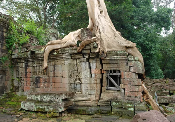 Ta Prohm — Stockfoto