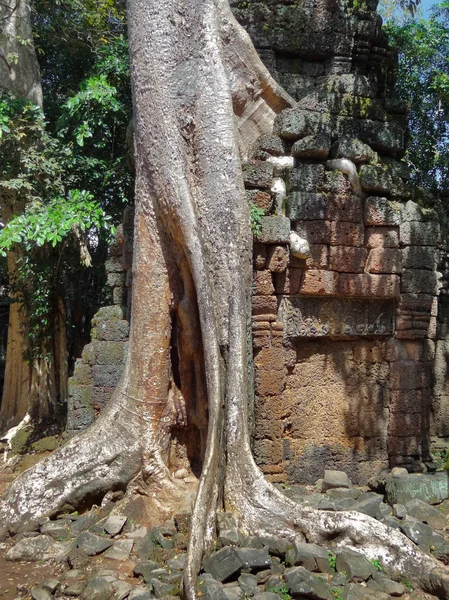 Ta Prohm sejtelmes épületegyüttese — Stock Fotó