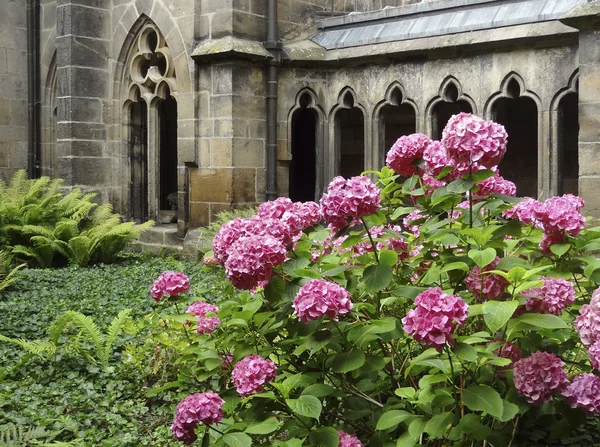 Klooster tuin — Stockfoto