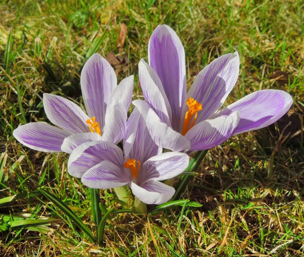 Fiori di cocco — Foto Stock