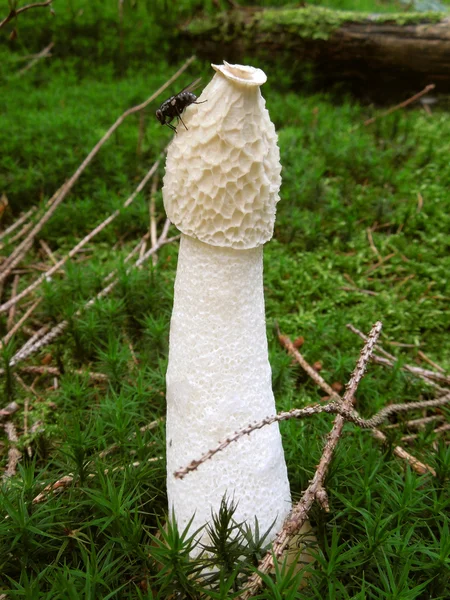 Stinkhorn and fly — Stock Photo, Image