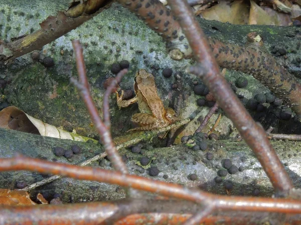 Grasfrosch — Stockfoto