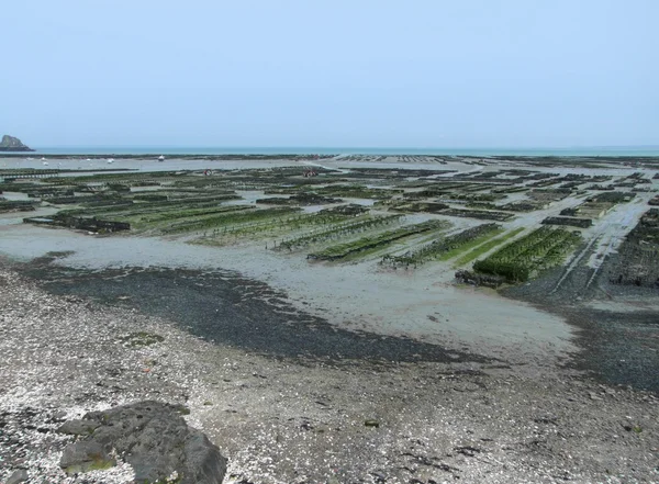 Camas de ostras en Cancale —  Fotos de Stock