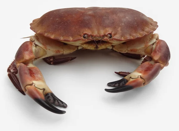 Brown crab — Stock Photo, Image