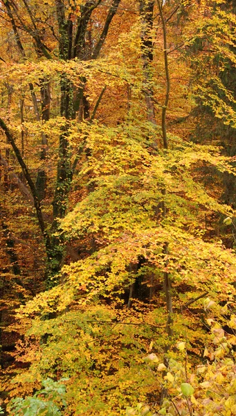 Autumn forest — Stock Photo, Image