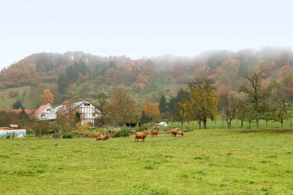 Nebbioso paesaggio autunnale — Foto Stock