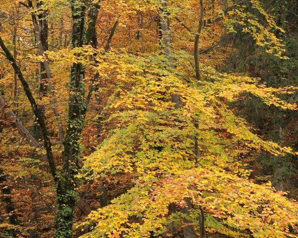 Podzimní les — Stock fotografie