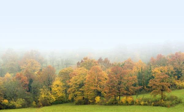 Misty autumn forest — Stock Photo, Image