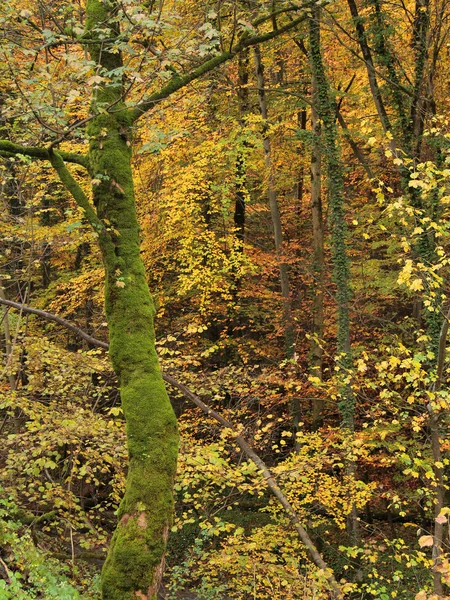 Autumn forest — Stock Photo, Image