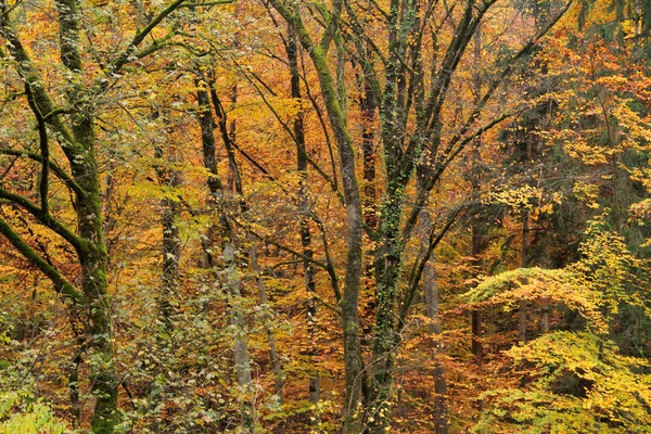 Podzimní les — Stock fotografie