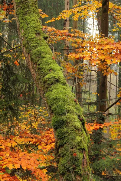 Autumn forest — Stock Photo, Image