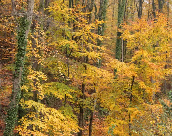 Forêt d'automne — Photo