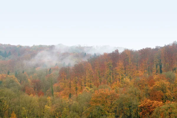 Floresta de Outono nebulosa — Fotografia de Stock
