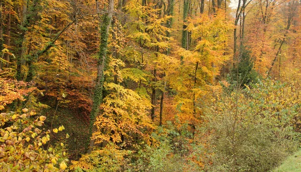 Höst skog — Stockfoto