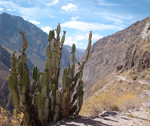 Canyon de colca — Fotografia de Stock