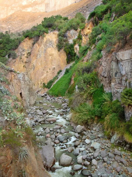 Vegetatie op Colca Canyon — Stockfoto