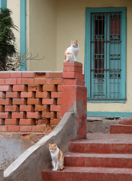 Katzen in der Schwebe — Stockfoto