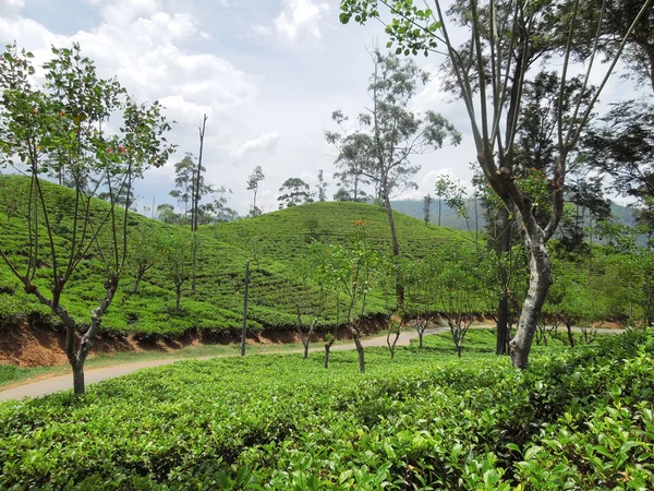 Tea plantation — Stock Photo, Image